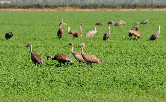this season's early arrivals...sandhill cranes