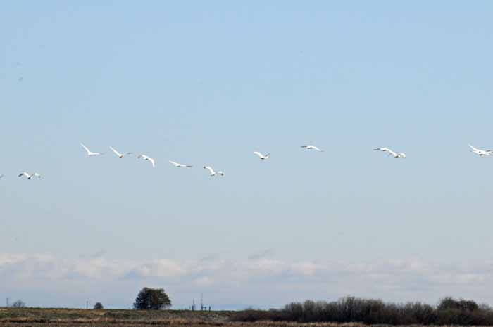 Tundra swans in synch