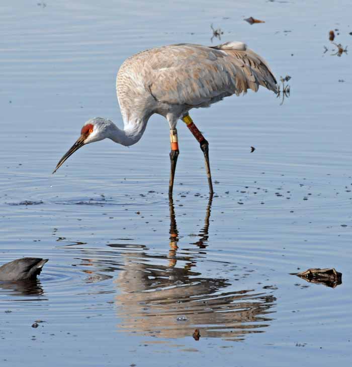 Sandhill Cranes, Ducks, Geese, Swans, Hawks & Other Wildlife of the Sacramento River Delta, 2012-2015