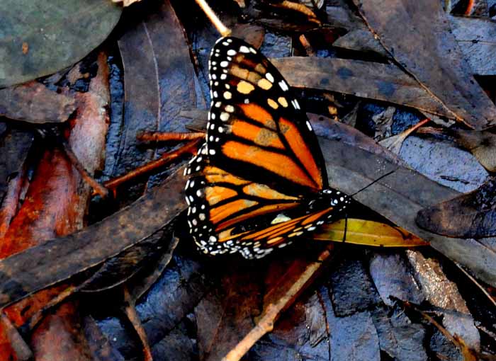 veteran of the Santa Cruz(CA) migration