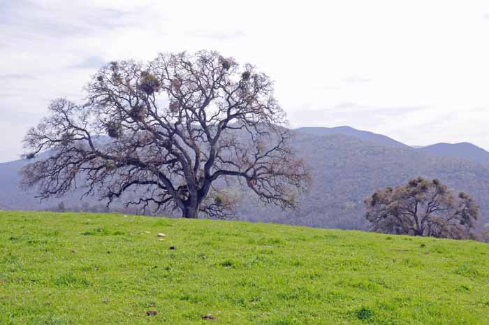 ranchland in the Mother Lode,CA