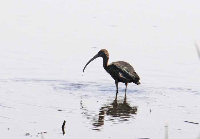 Ibis