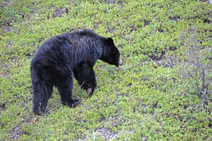 Jasper National Park