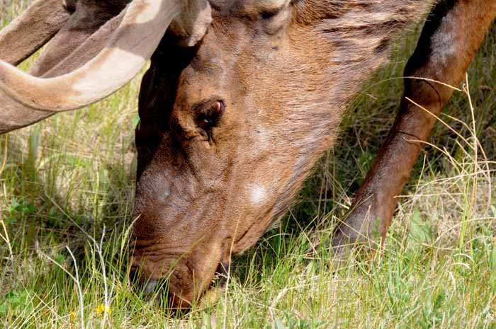 Jasper National Park