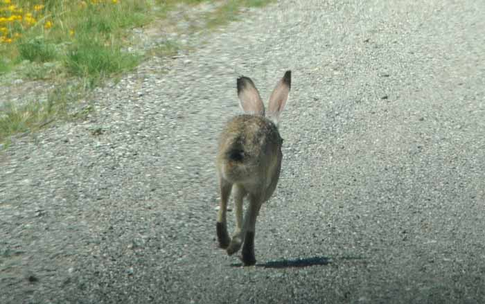 a hare ahead