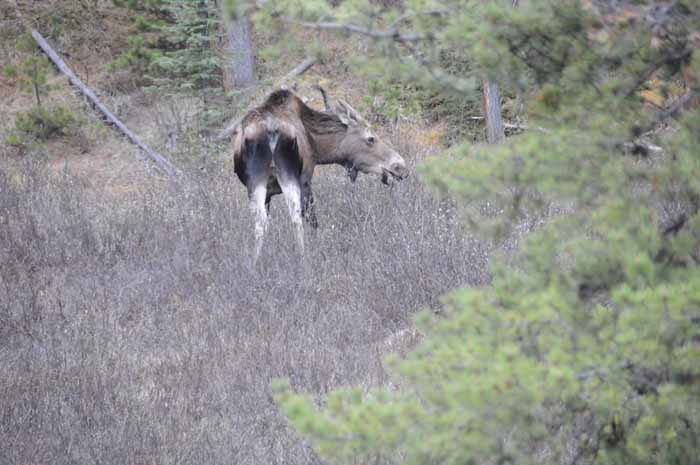 Jasper National Park