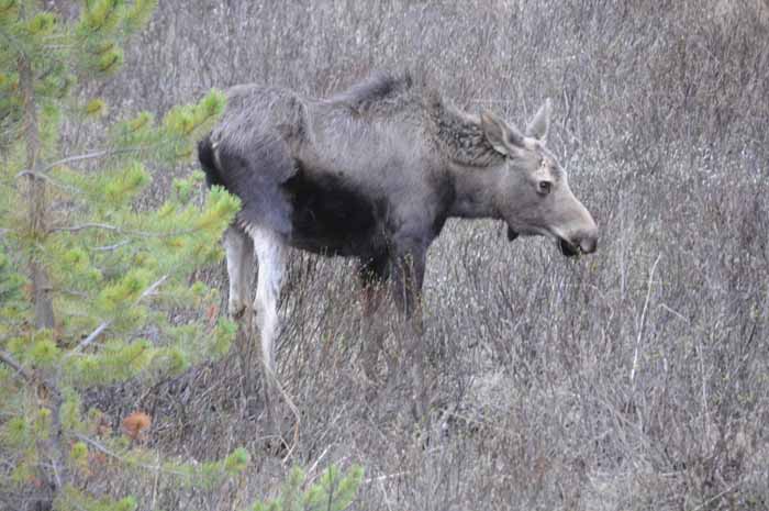Jasper National Park