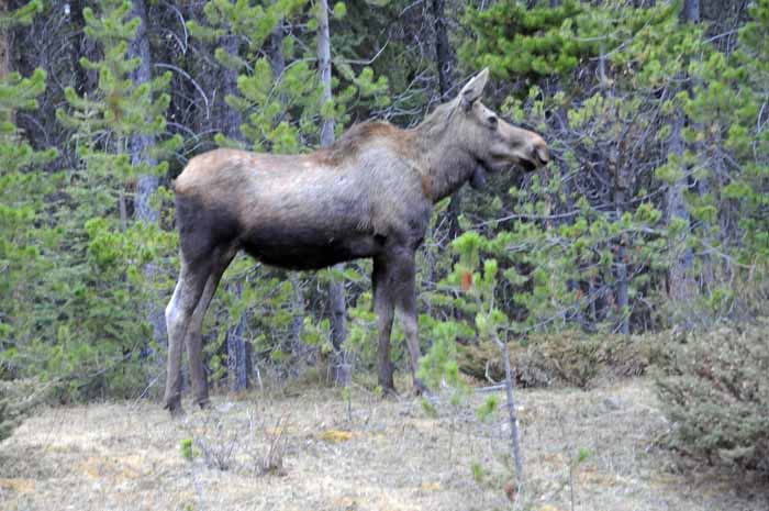 Jasper National Park