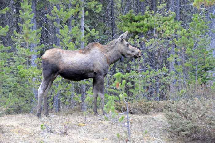 Jasper National Park