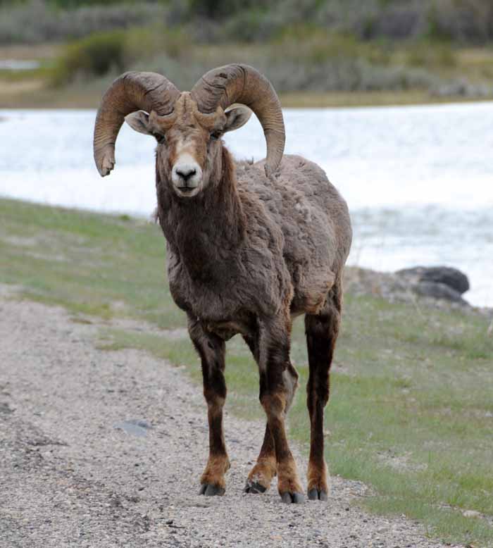 Jasper National Park