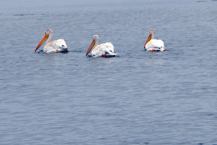 White Pelicans