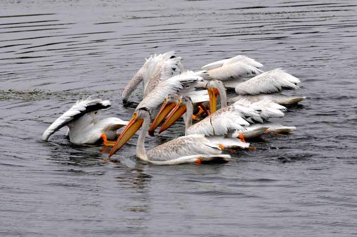 White Pelicans