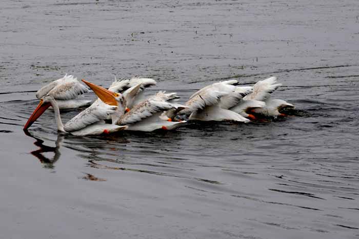 White Pelicans