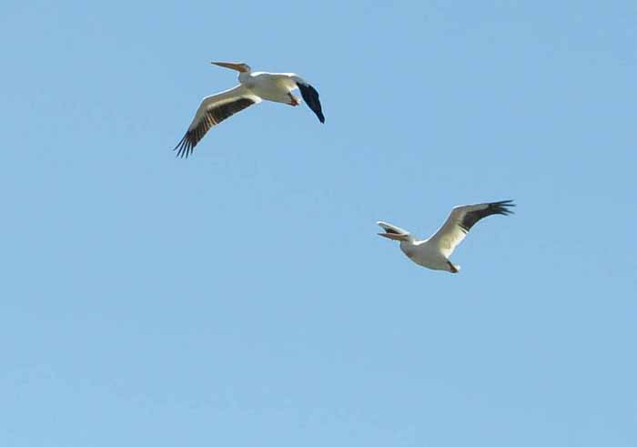 White Pelicans