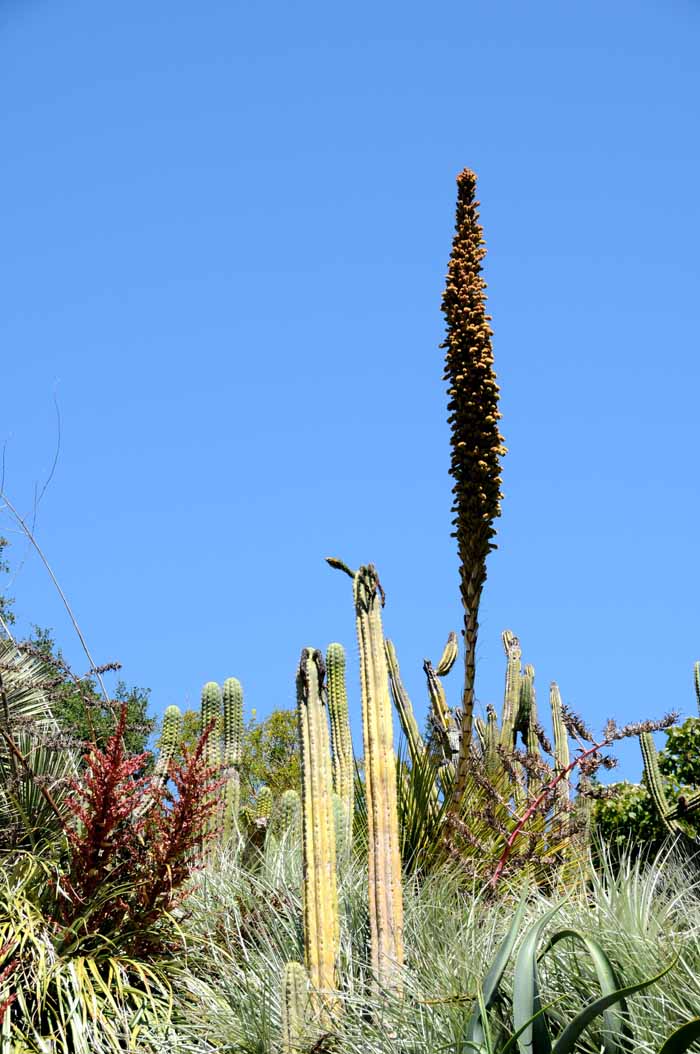 Desert Blooms & Succulents