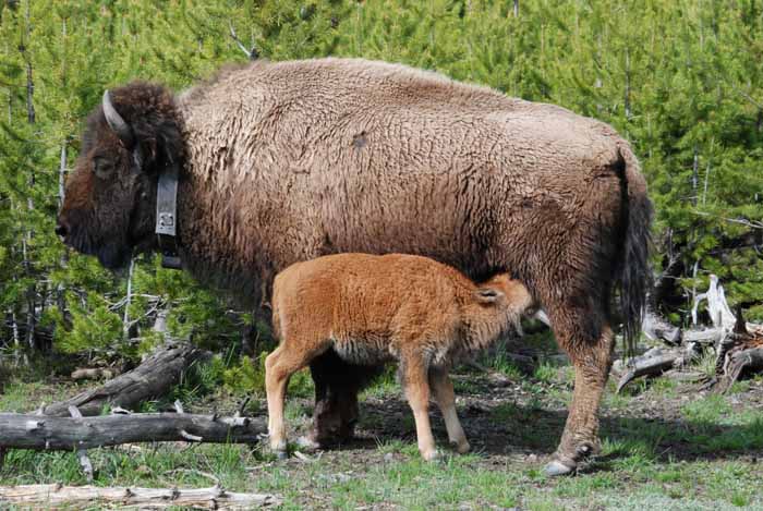 breakfast in Yellowstone