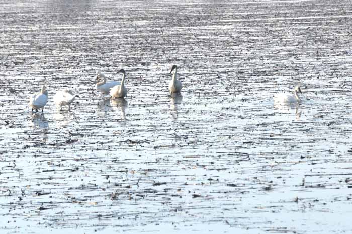 Tundra swans of the December Delta