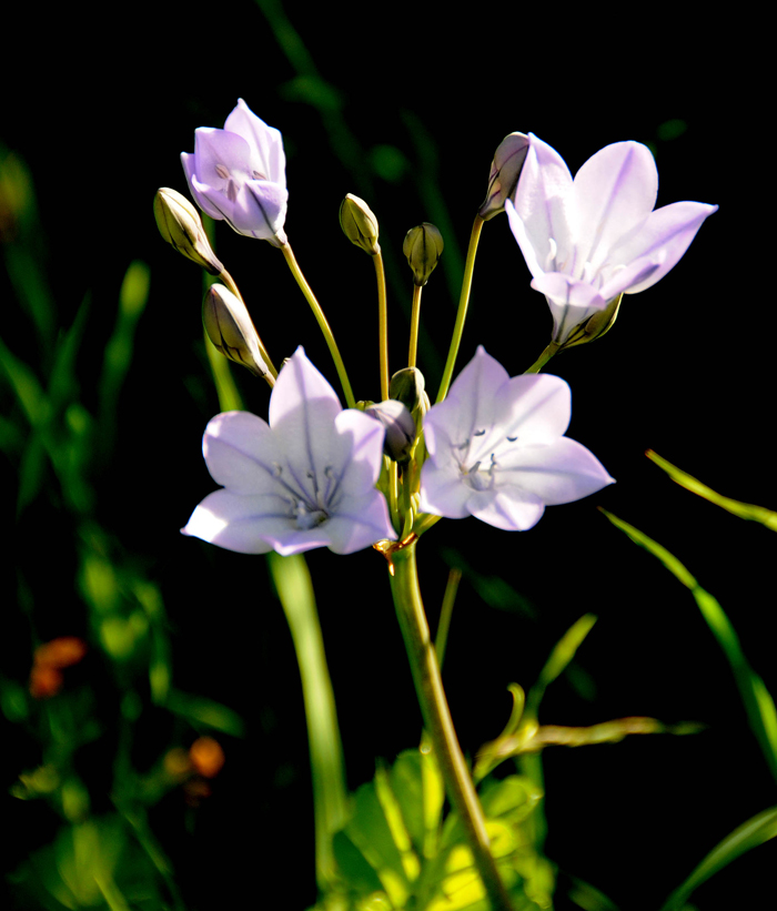 Wildflowers of Mt. Diablo