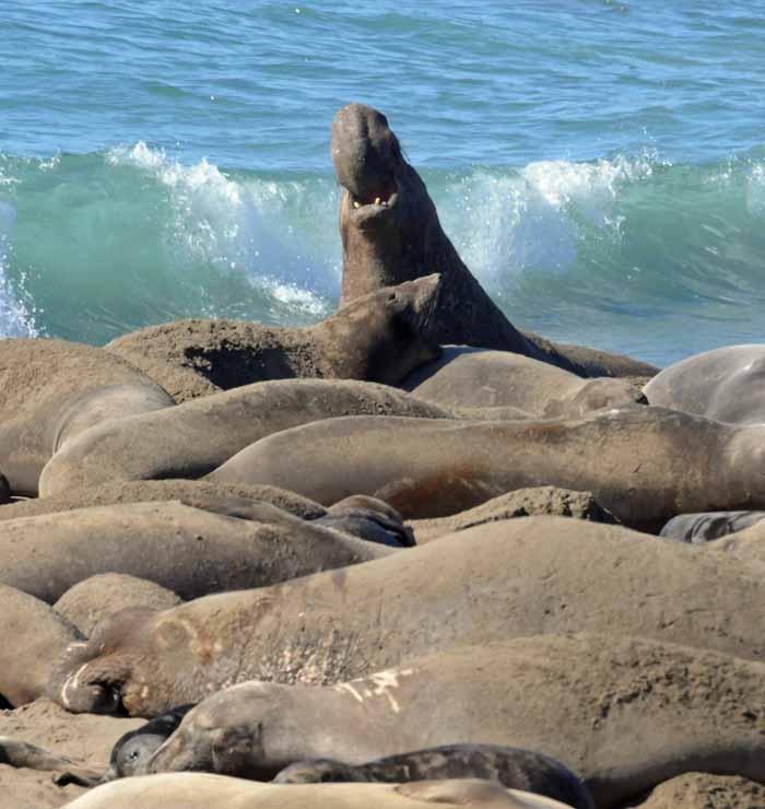 Elephant Seals of Piedras Blancas