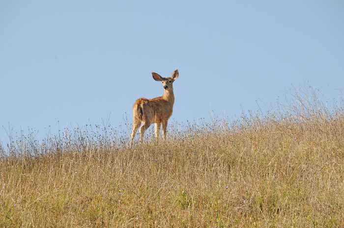 Flora & Fauna Around Mt. Diablo