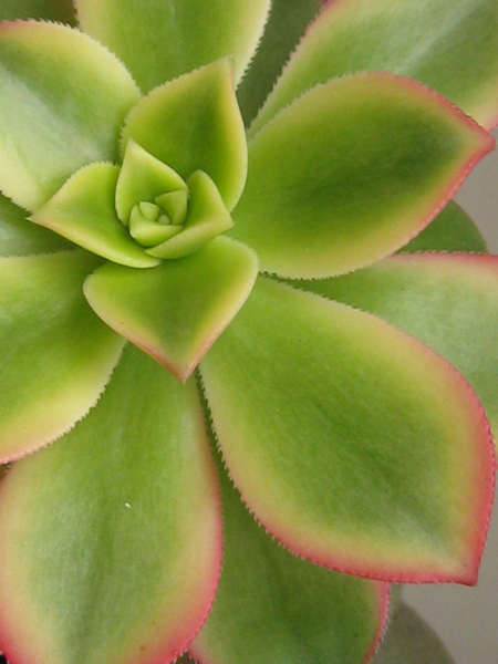 Pinwheel Cactus4.jpg