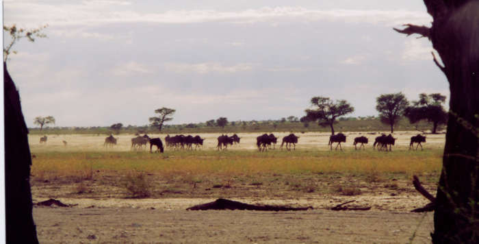 WildebeastWaterHole.jpg