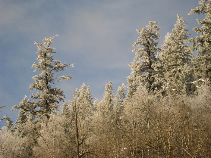 Winter trees2.jpg