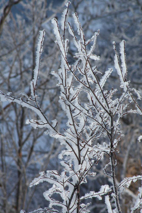 Winter frosted branches.JPG