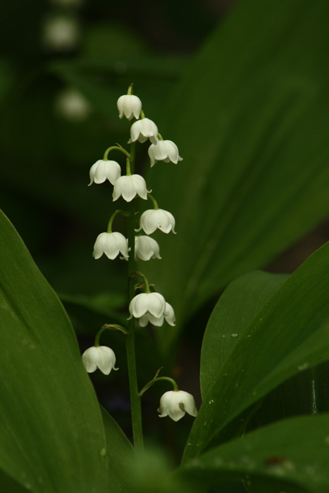 Lily of the Valley2.jpg