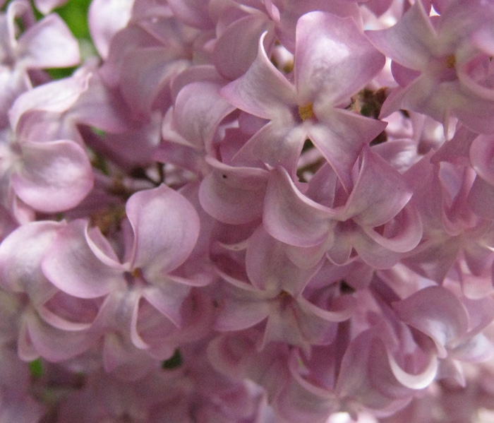 Sweet Lilacs.jpg
