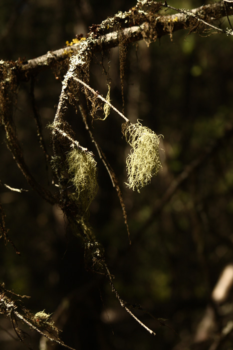 Forest Lichen.jpg