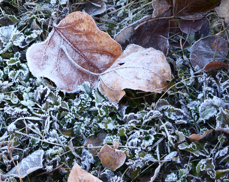 Frosted Leaves2.jpg