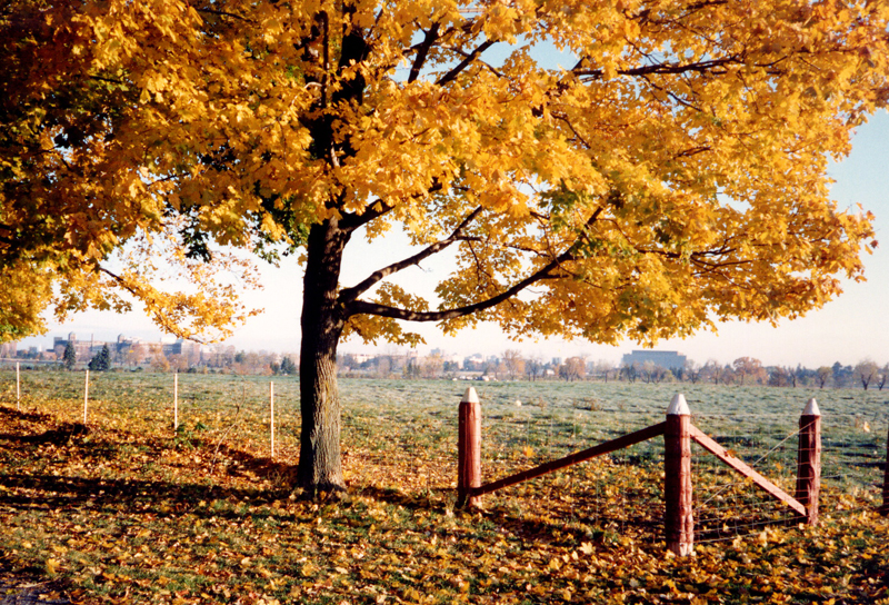 Experimental Farm, Ottawa