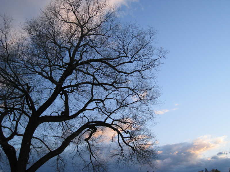 Winter Tree3.jpg