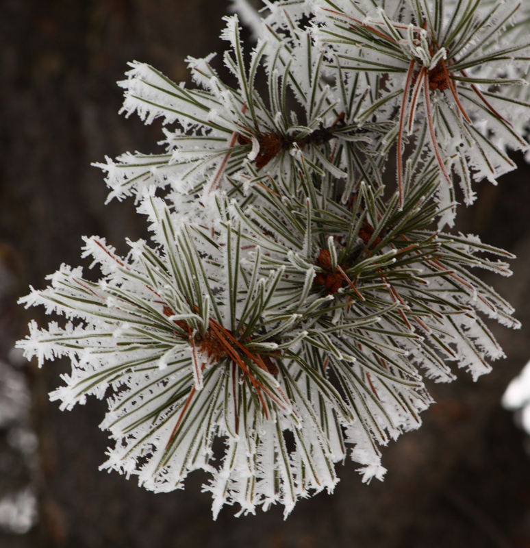 Frosted Pine.jpg