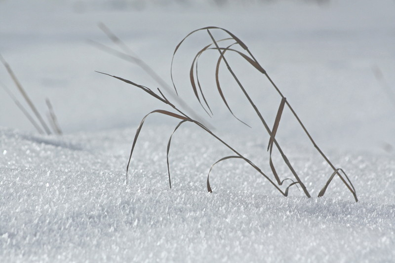 Grass in Snow4.jpg