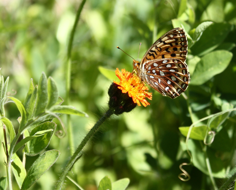 Hawkweed Butterfly2.jpg