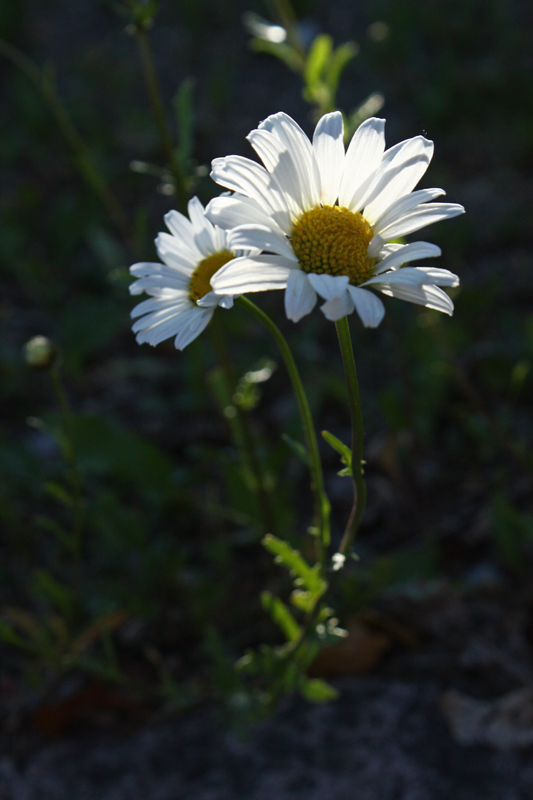 Evening daisy3.jpg