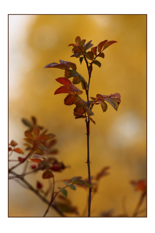 Autumn Rose2.jpg