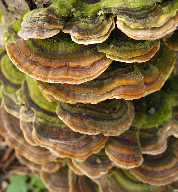 FungiPatterns.jpg