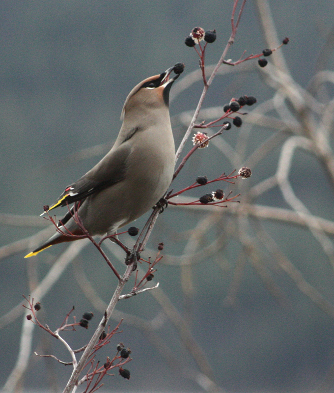 Waxwing.jpg