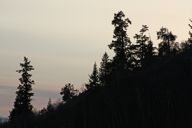 Evening trees7.jpg