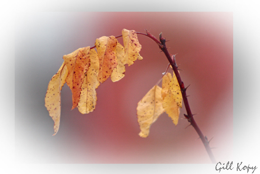 Last leaves.jpg