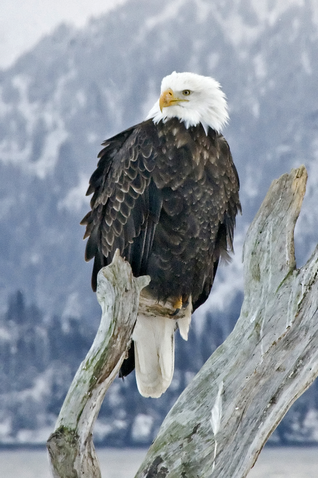Bald Eagle