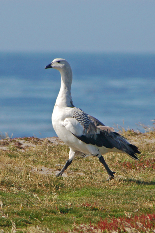 Upland Goose