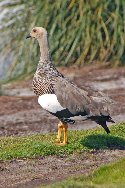 Upland Goose