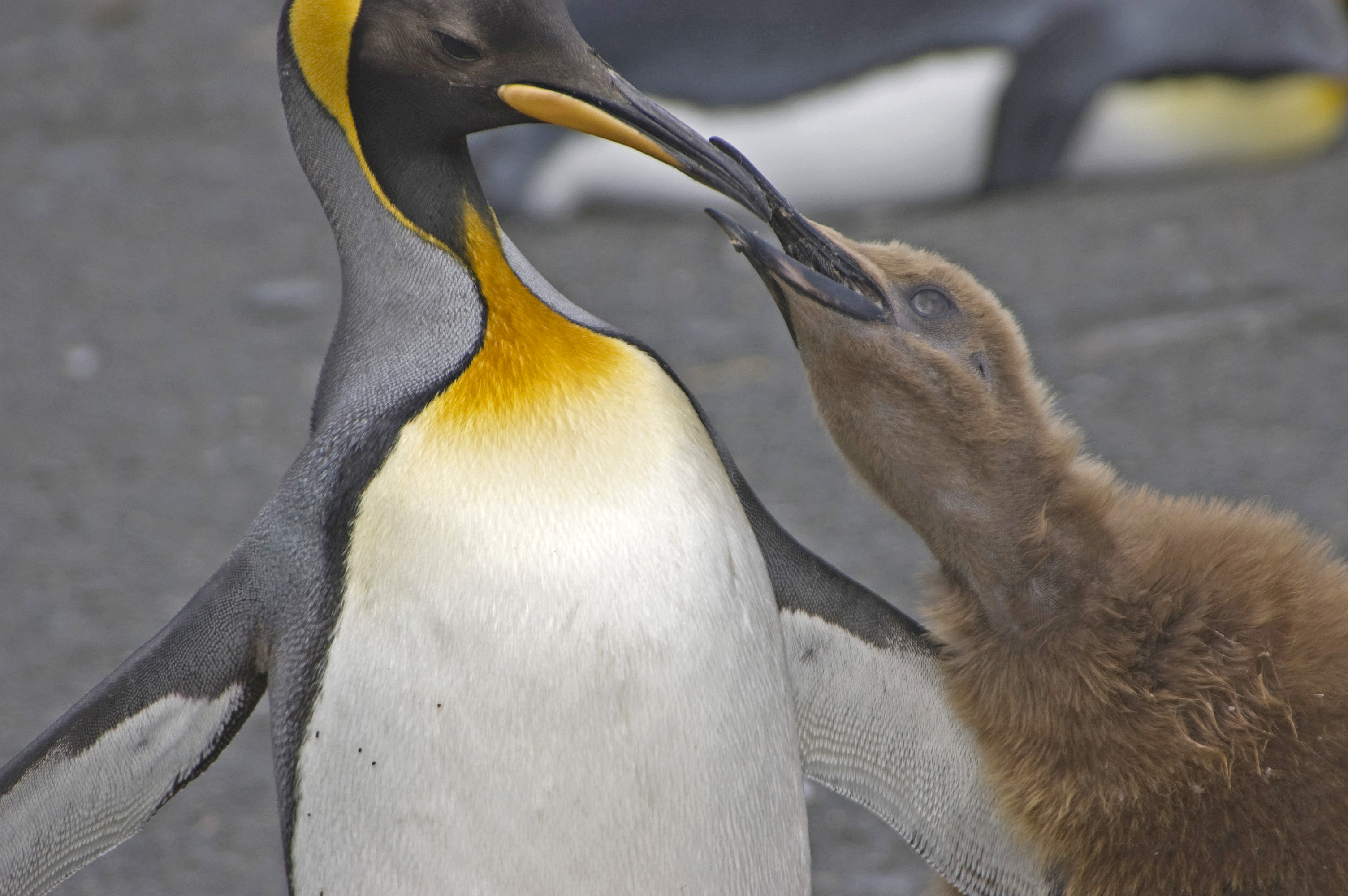 King Penguins Gold Harbor