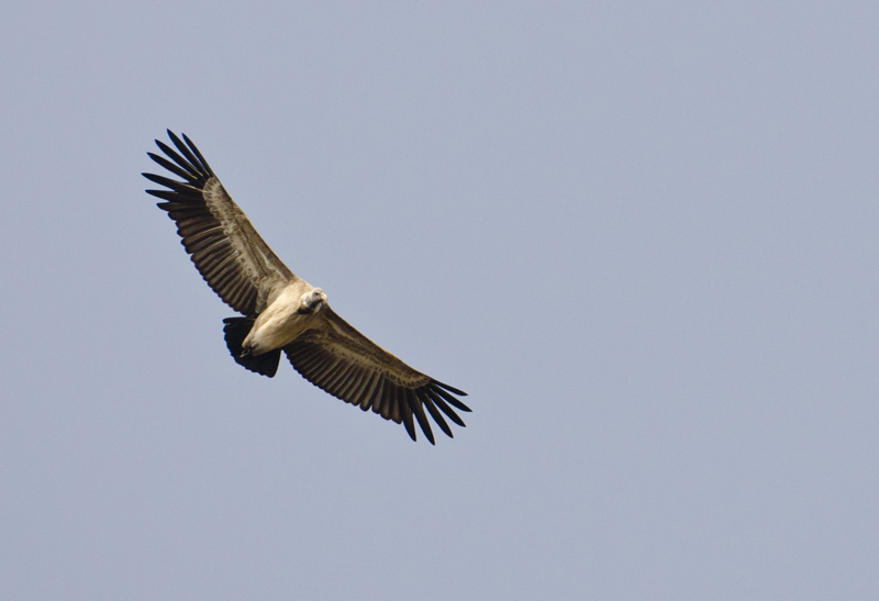 DSC_3143_Long-billed Vulture-Bandhavgarh.jpg