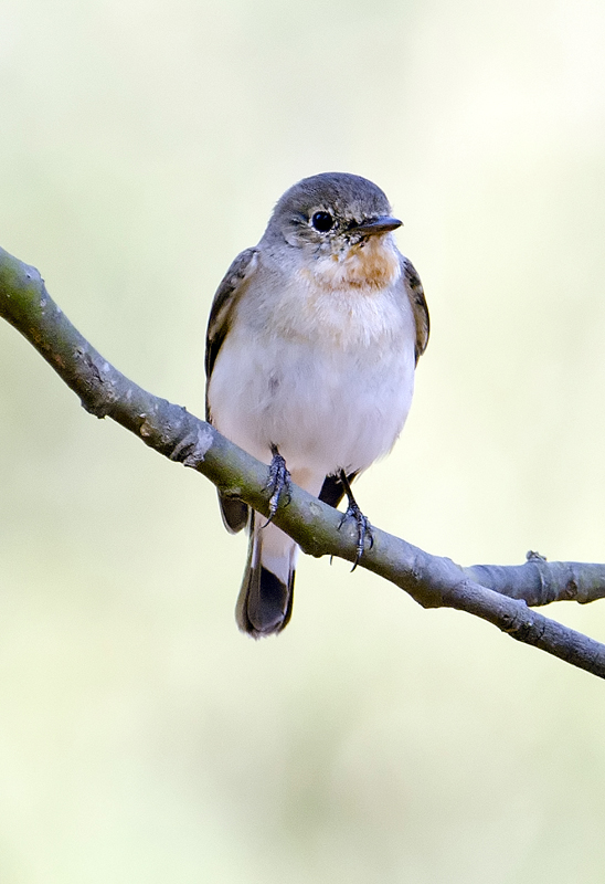 Red-throated Flycatcher-Bandhavgarh