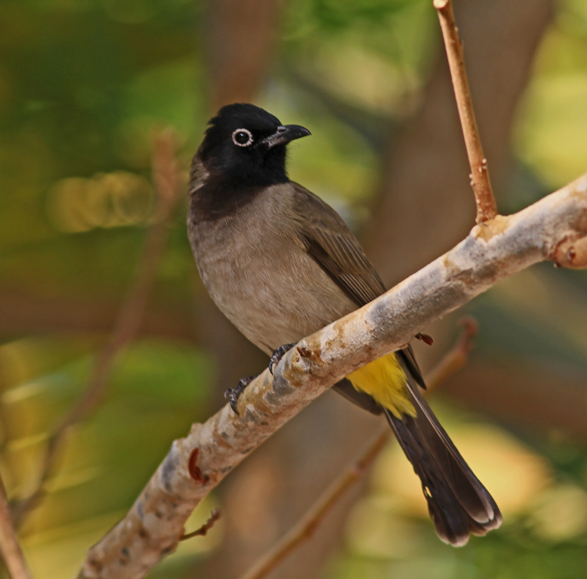 Yellow-vented Bulbul